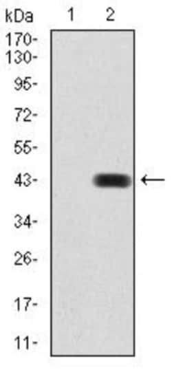 BMP-2 Antibody (9E10G12) - BSA Free, Novus Biologicals:Antibodies:Primary
